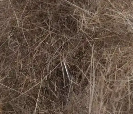 Argentinian Long Hare Dubb