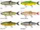 3D Line Thru Whitefish - Ayu